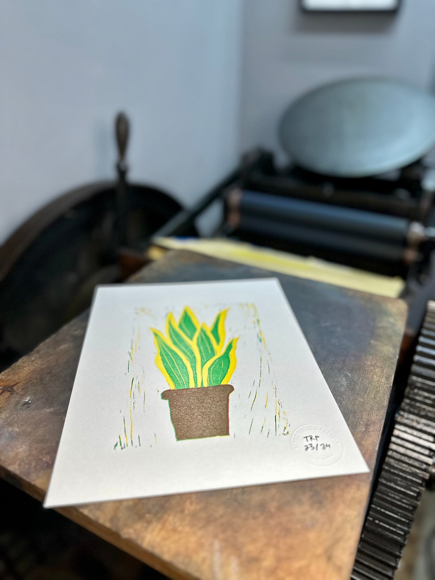 Dracaena Trifasciata - GPAC