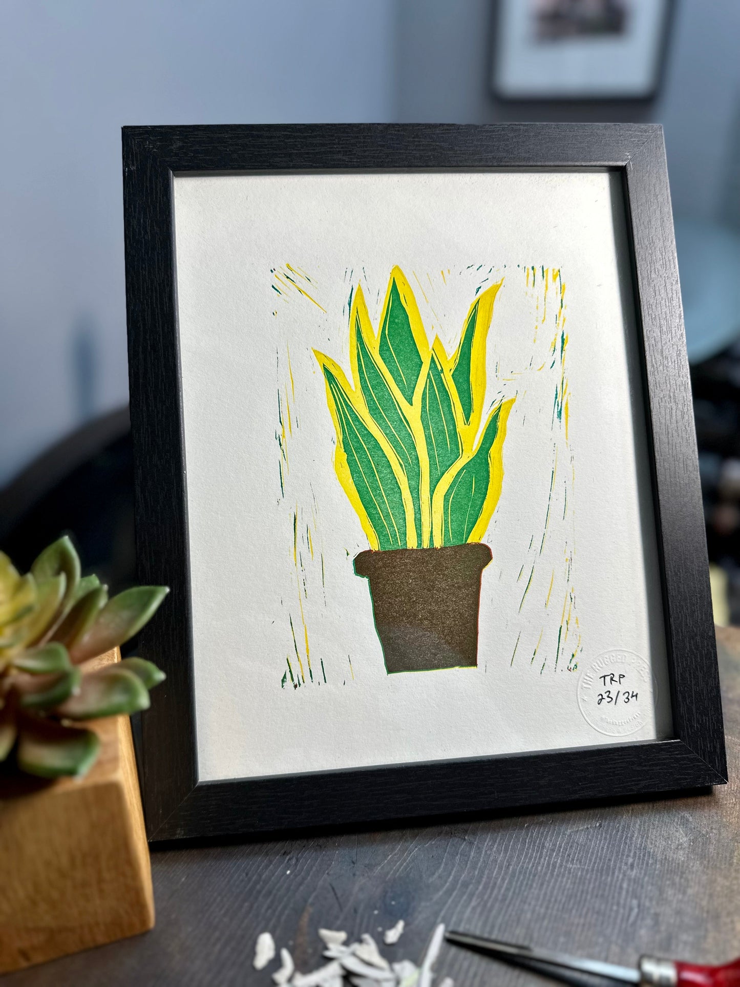 Dracaena Trifasciata - GPAC