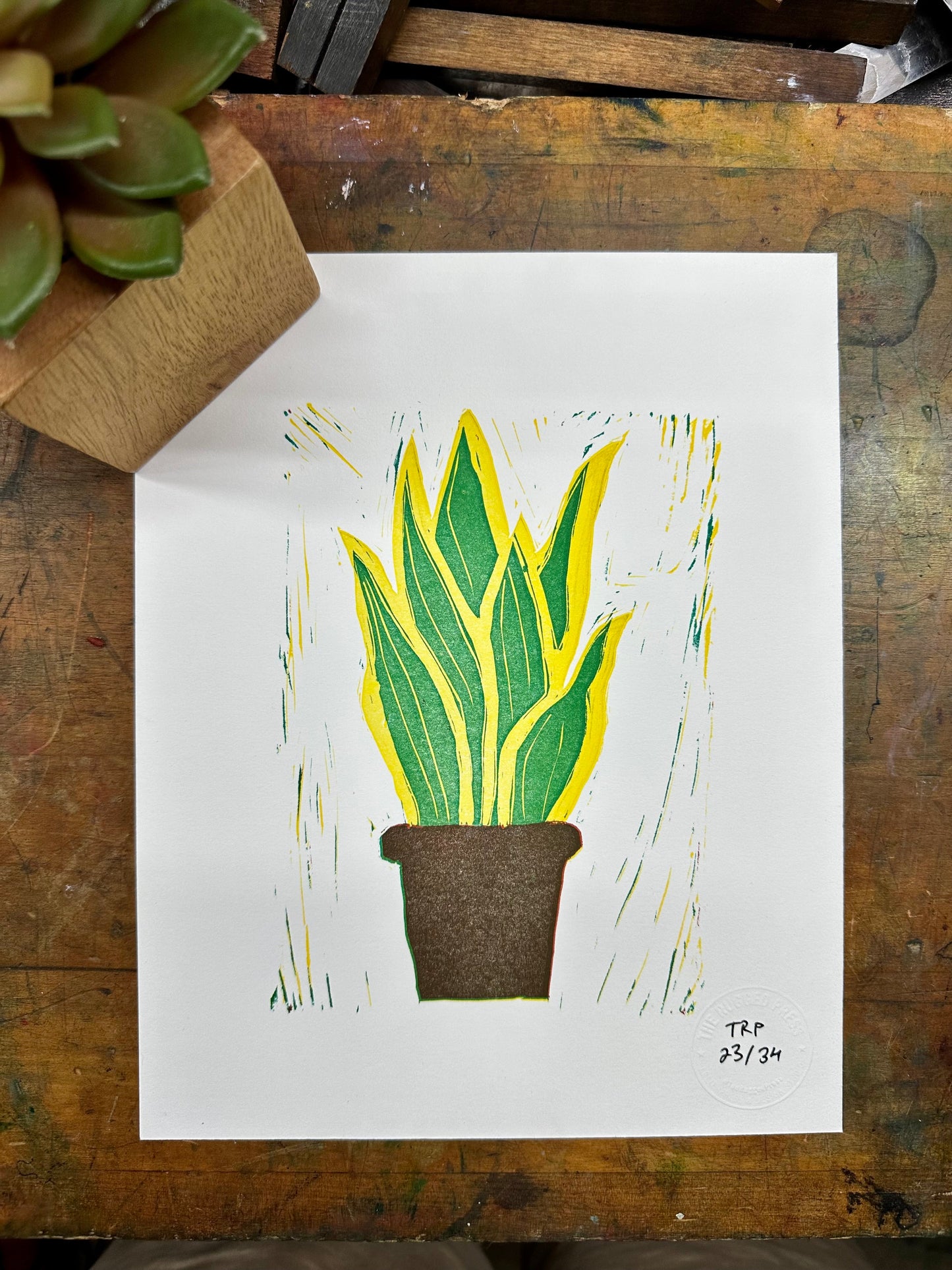 Dracaena Trifasciata - GPAC