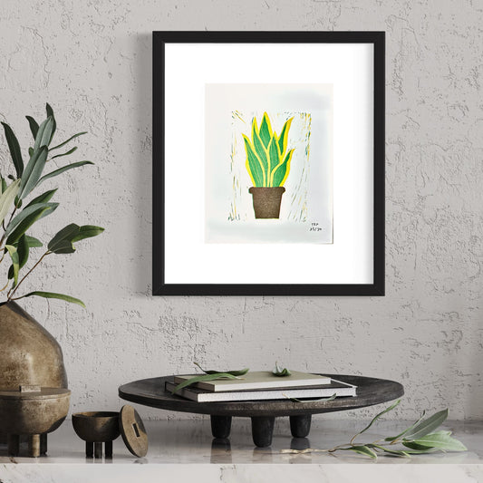 Dracaena Trifasciata